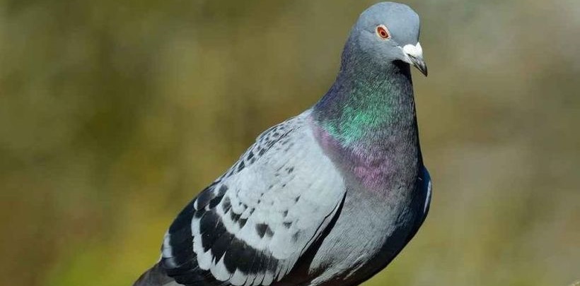 agrishop_hranire_porumbei-1-crop-1