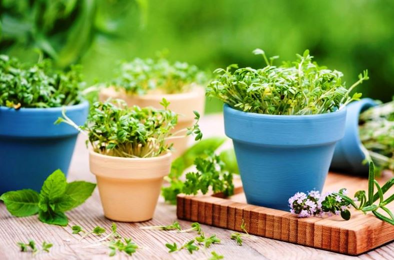 Plante aromatice care nu trebuie să-ți lipsească din grădină