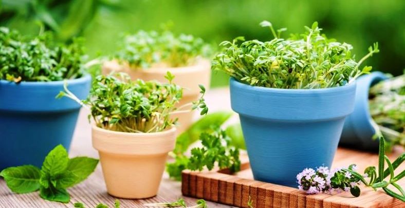 Plante aromatice care nu trebuie să-ți lipsească din grădină