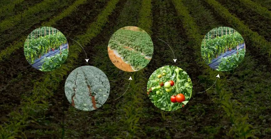 rotația-culturilor-și-menținerea-fertilității-solului