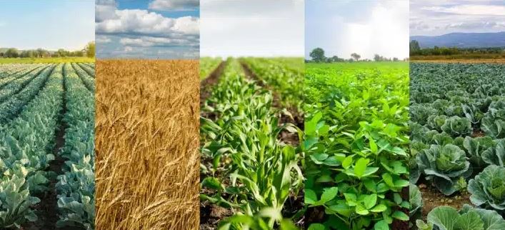 rotația-culturilor-și-menținerea-fertilității-solului