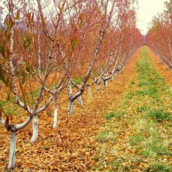 Sfaturi pentru îngrijirea pomilor și a viței de vie după recoltare